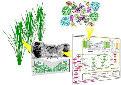 Improving photosynthesis through multidisciplinary efforts: The next frontier of photosynthesis research